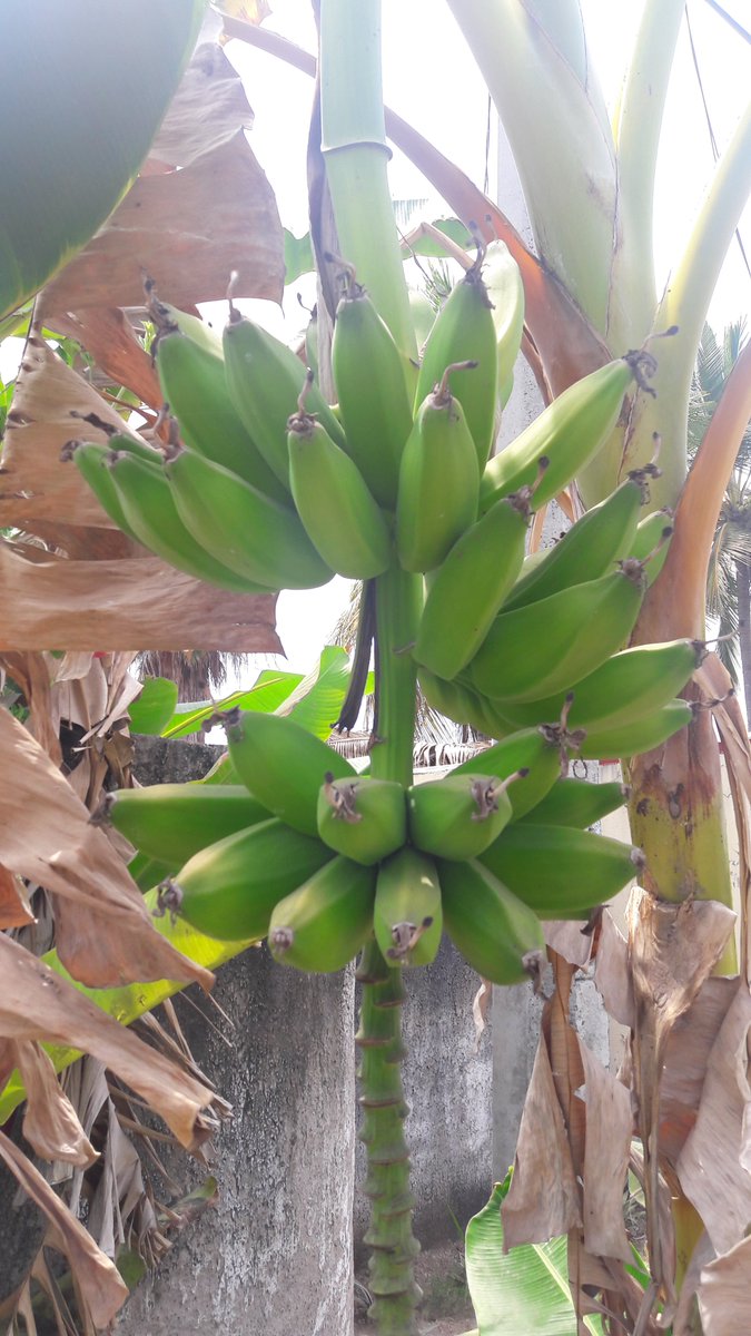 maproducemx's tweet image. soft and creamy #banana #burro

#fresh #produce #fruits #markets #Mexico