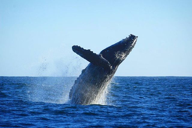OceanRiders's tweet photo. We do believe its time for another adventure!!! Book it now you're still on time for the whale watching season ➡ https://t.co/gKdjzSkx7S 🐳💚  #OceanRiders #WhaleWatchingSeason #LosCabos #RidersExperience https://t.co/DG3ta1WSxM