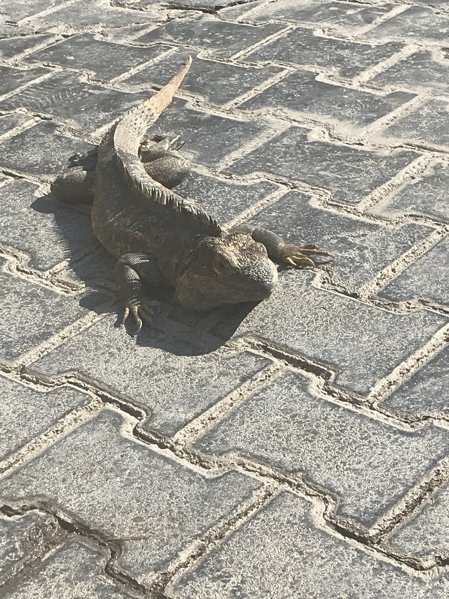jodys_travel's tweet photo. My sun buddy #jodystrausstravel #fareconnect #mexico #sun https://t.co/RnPqTMA4Gz