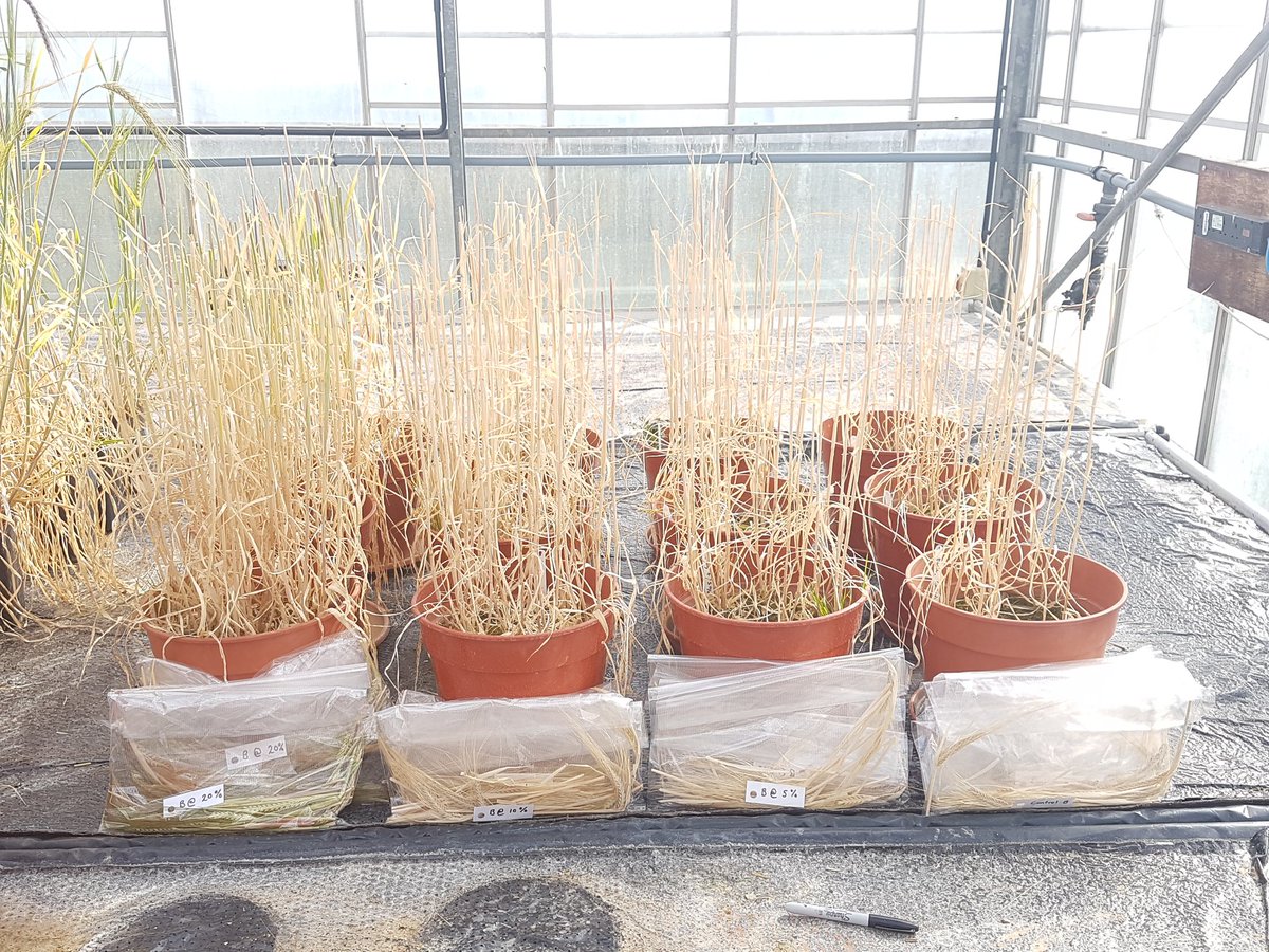 TrowGreg's tweet photo. The final year honours research project has come to an end, 6 months of monitoring the benefits of compost within agricultural crops and soils. #SustainableAg #fertiliser #healthysoils @HarperAdamsUni https://t.co/yeruhjMtZ7