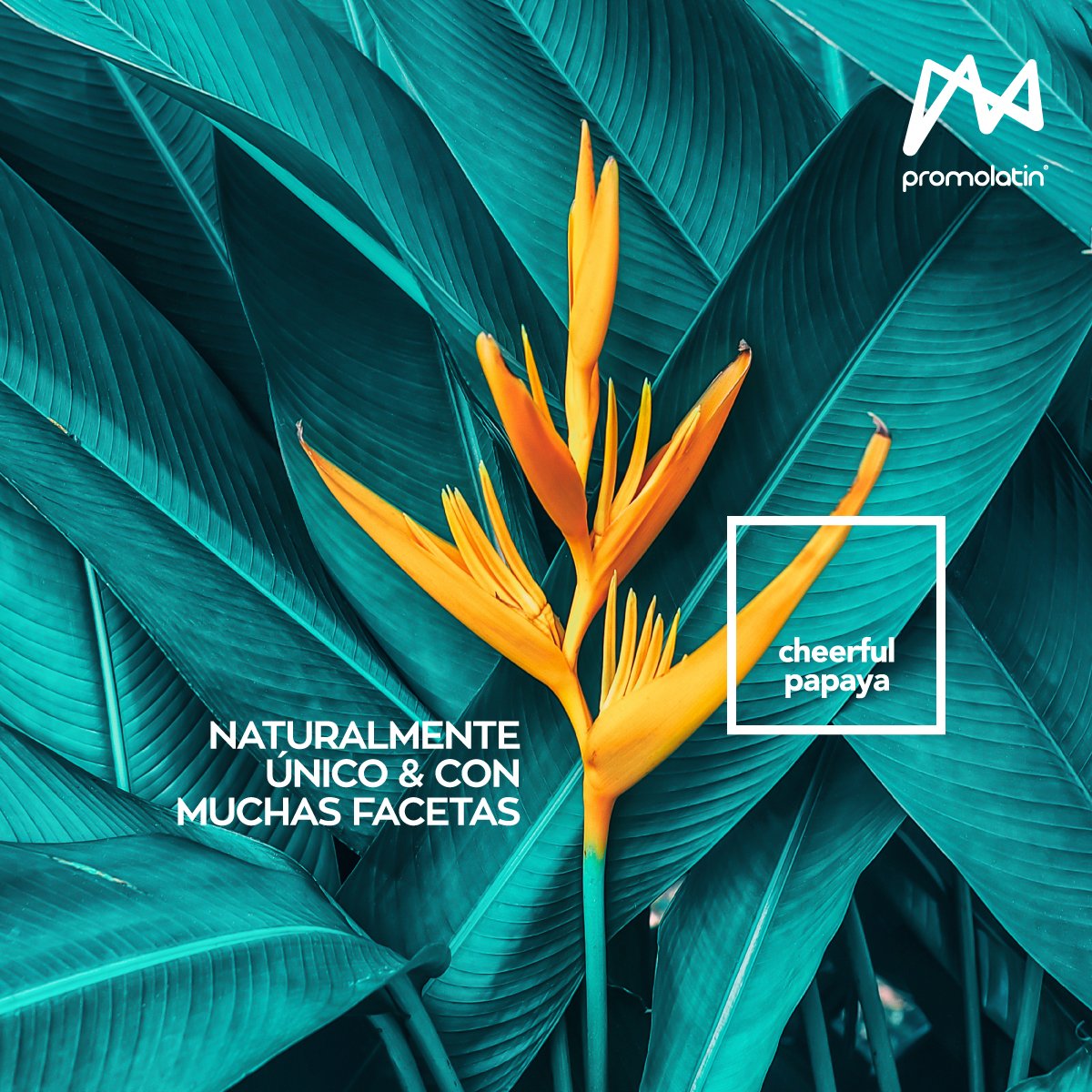 Promolatin's tweet photo. Con muchas facetas y matices... Así es nuestro color del año #CheerfulPapaya https://t.co/R1arKi6h0r