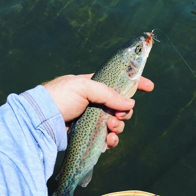 _rifflebox's tweet photo. Classic Stimulator delivers!
•
•
•
•
•
#flyfishing#fishing#fish#fly#nature#pnw#pnwfishing#stream#river#nature#explore#trout#troutbum#catchandrelease#wadeforit#onthefly#keepemwet#repyourwater#rifflebox#rainbow#rainbowtrout#theriffleflycompany https://t.co/VoeMGCpZrx https://t.co/BVgSVECWOs