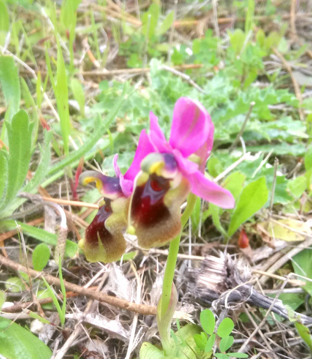 Beautiful but deceptive Ophrys bee orchids out on our nature walk at the Sussex field trip in Portugal #SussexMed18