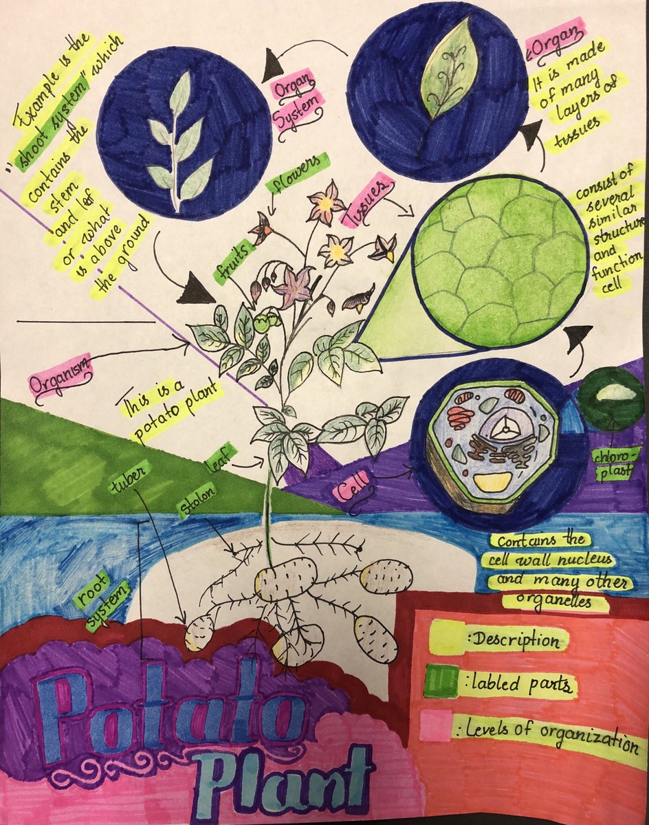 MrJoseSanabria1's tweet photo. When you have that extraordinary @KLZStemAcademy student that always goes beyond expectations #LevelsOfOrganization #MoreThanAGrade #ScienceRocks https://t.co/B1rS5UKZhC