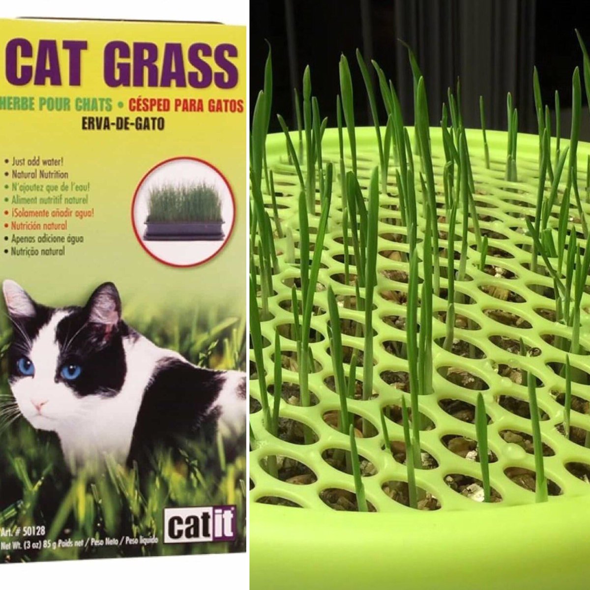 consultadelgato's tweet photo. Si le colocas pasto a tu #gato para que realice forrajeo 🌱disminuyes la posibilidad que masque las plantas que tienes en casa 🐈 #hagenchile trae pasto en diferentes presentaciones para que puedas plantar #cuidaatugato https://t.co/Y8Jm6TTWHx