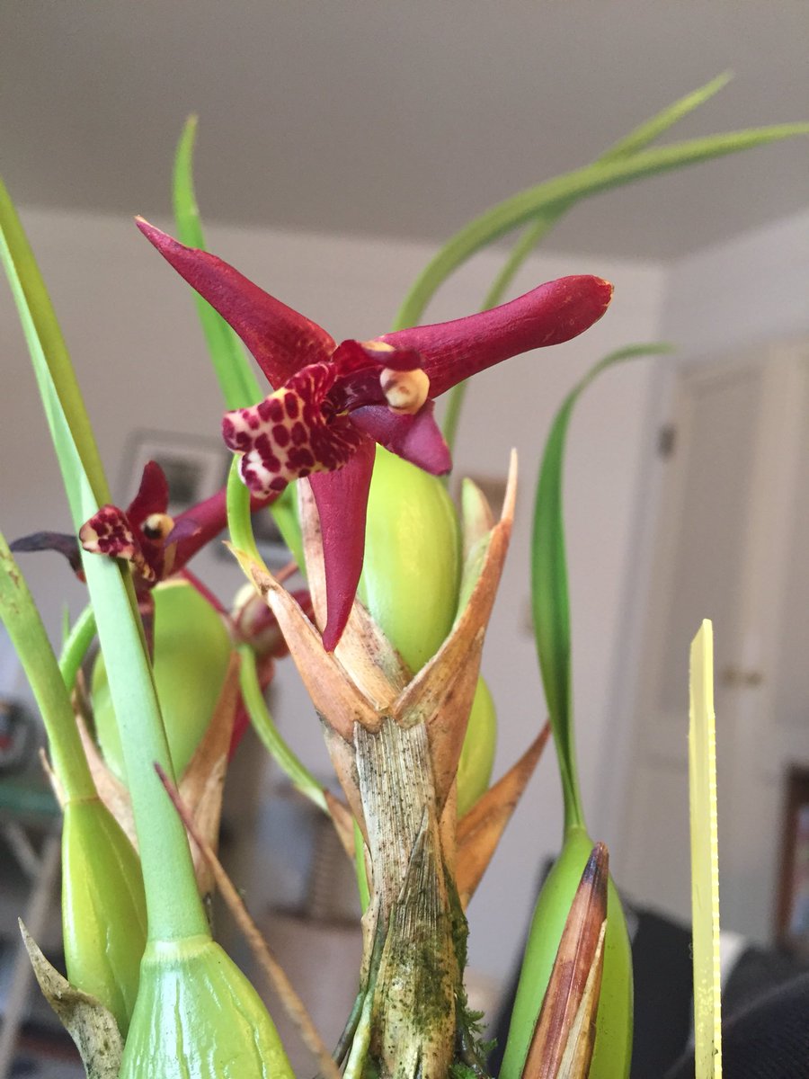 Here’s a better picture of the Maxillaria tenuifolia. It smells like a tropical mix drink with a strong coconut fragrance over the fruity smell #orchids #orchid