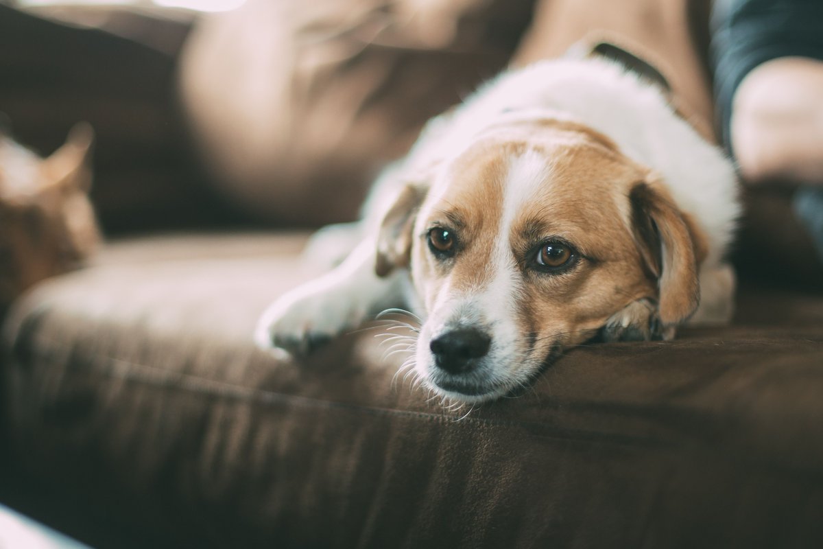EdPratherRE's tweet photo. You know what you're missing? Another dog (or cat!). We love all of the shelters that help pets find their forever homes. https://t.co/1MoRg92kkO https://t.co/TOaDDl7djF