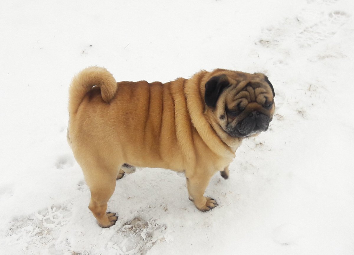 JimmerPug's tweet photo. MinneSNOWta 😡 https://t.co/b5RCeOAvEw