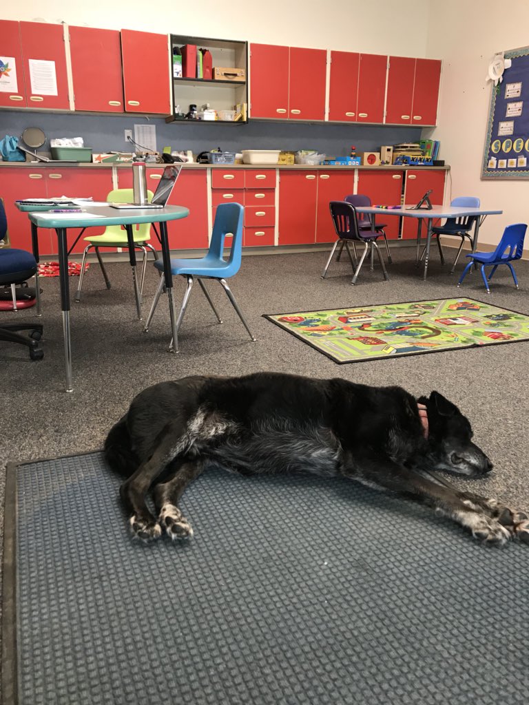 Umm_Erica's tweet photo. When your dog is found wandering around and then dropped off at your office: animal therapy day. #alaskanslp, #bringyourpetstowork, https://t.co/5gNwVcoToS