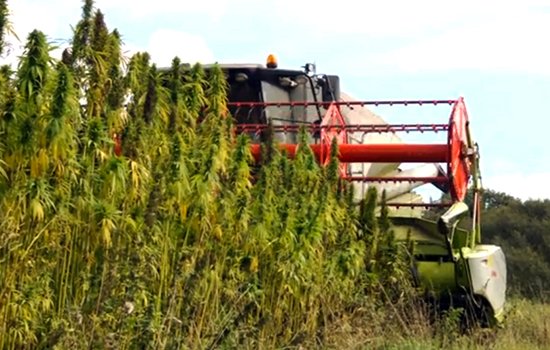 THEMMEXCHANGE's tweet image. Bill would legalize hemp as agricultural product 

thehill.com/policy/energy-… #MME #Hemp #Hempseeds #Hempoil #Industrial