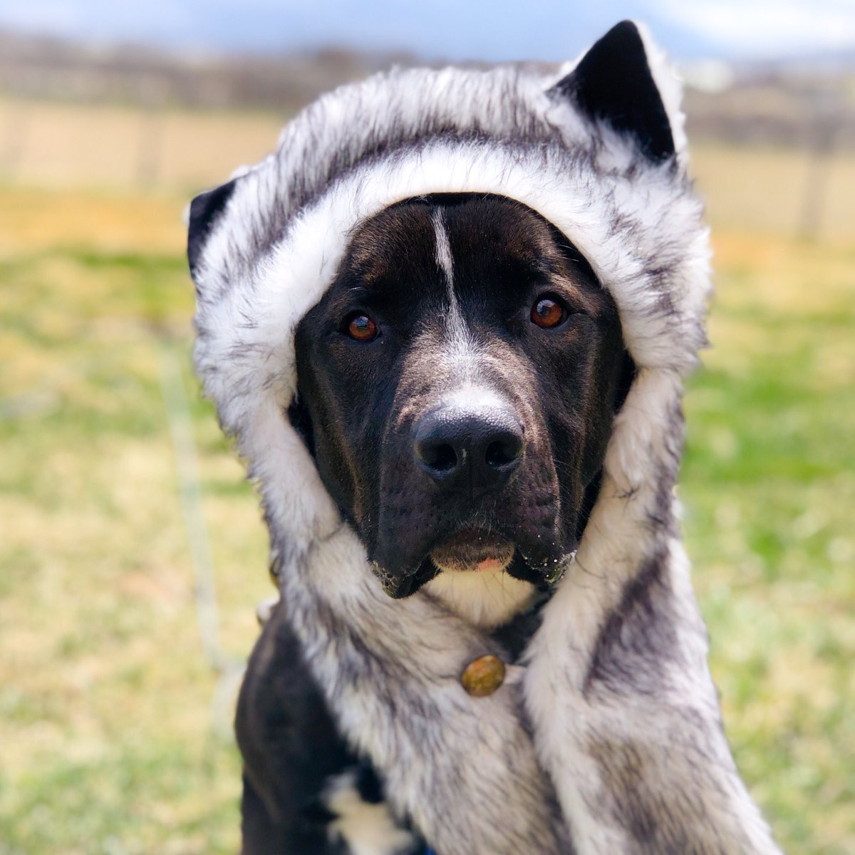 harnesspassion's tweet photo. Are token not a husky rescue boy Bandit #arcticrescue #arcticrescuefosterdog #banditforpromking https://t.co/LFahXdBhll