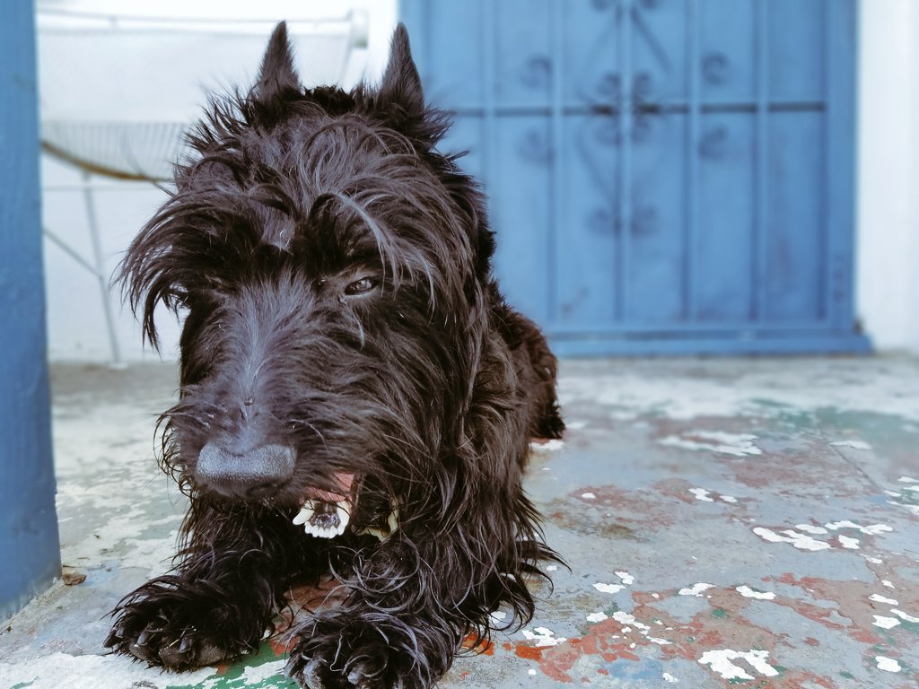 heyimwizz's tweet photo. Our dirty fur baby MR over the weekend.
#furbaby #scottishterrier #beforebath #handsomepup https://t.co/psVxceA6ZH