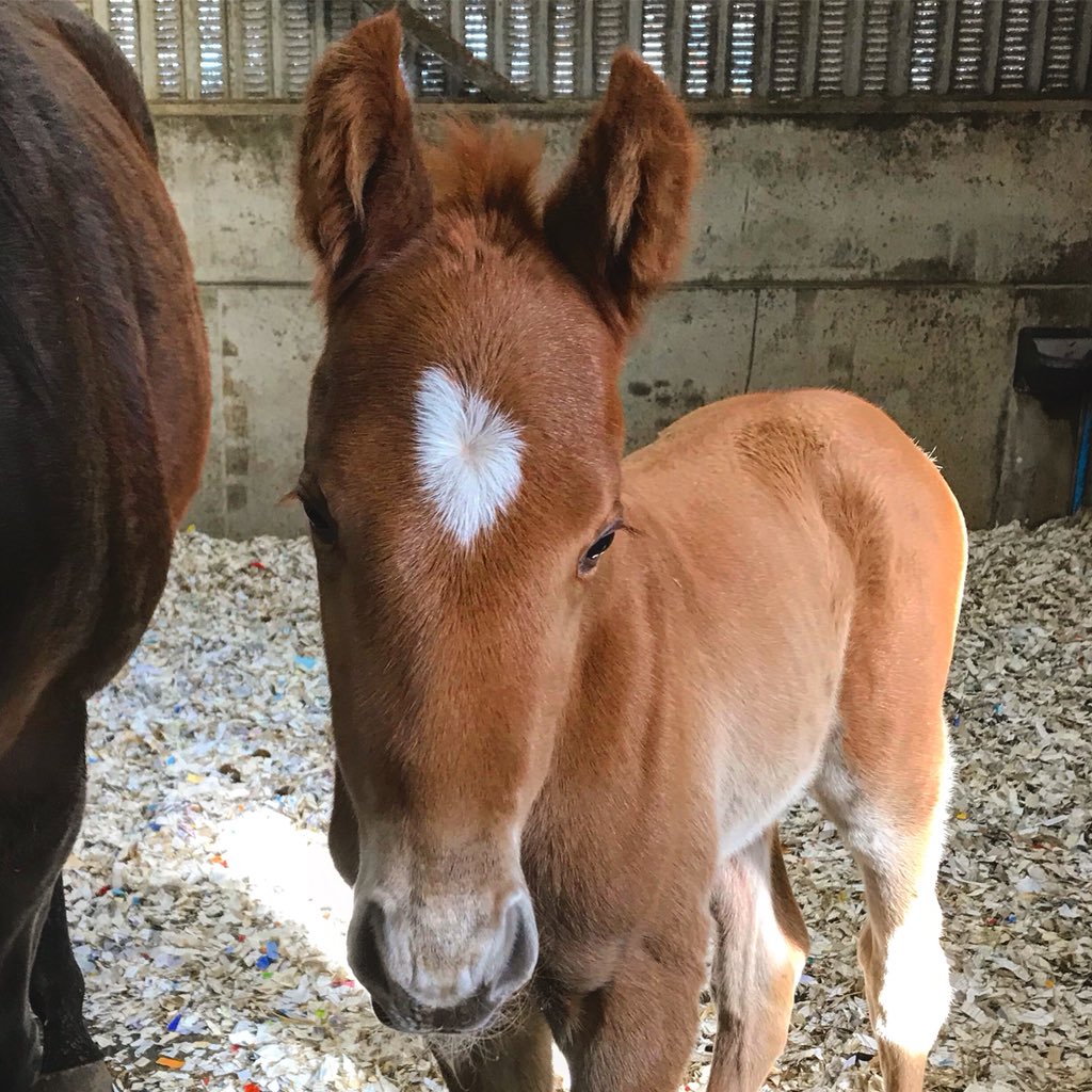 JimGoldieRacing's tweet photo. The new member of the team! #stablename #trevor #eternalinstinct #orientor https://t.co/6PYENrQ1Cs
