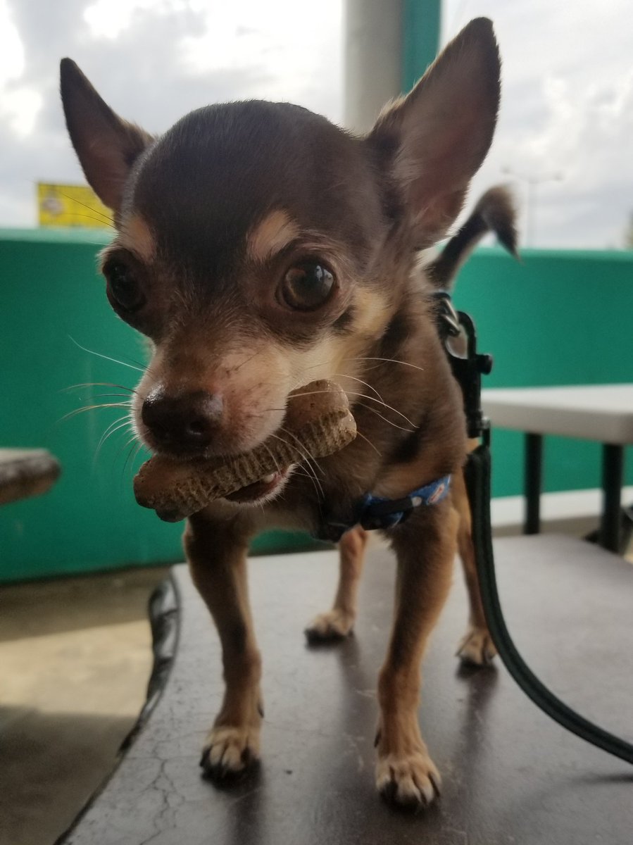 CamoKelly_TX's tweet photo. @bahamabucks
Thanks for the Pup-Snow! https://t.co/mvc7dJ2Xuq