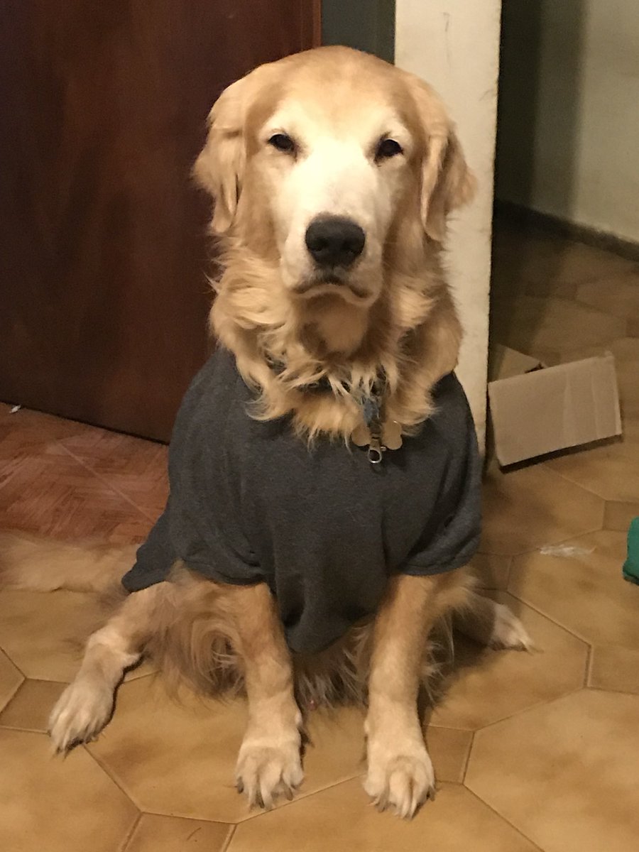 Silvina_RG's tweet image. Nacido para modelar😎 🐶💜🐾💜🐾💜 #fashion #modelmode #lovemydogs #dogsarefamily #goldenretriever @Liam_RG