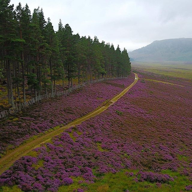 VisitScotland's tweet image. Who wants to explore @VisitCairngrms? 🙋  The colours of #Braemar are just beautiful 👌📷 instagram.com/bikepackingscot