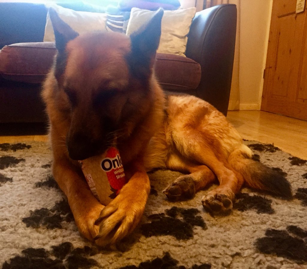 PCSO_Tomkies's tweet photo. Healthy living GSD style #HealthyEating #GSD https://t.co/mWSrgCFRU1