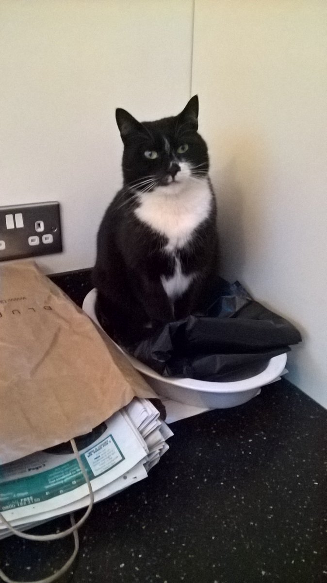 JessFudge20's tweet photo. Dad says I'm #IntoEverything so I say what's wrong with sitting in a dish containing #RefuseBags #whatswrongwithyou #Jess https://t.co/SsbhXVhjZC