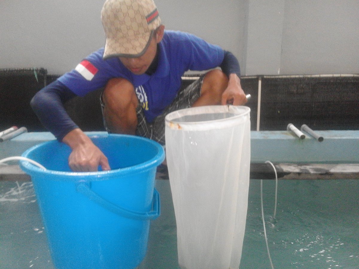 RidwanAlisi's tweet photo. Pemanenan larva ikan beronang untuk dipindahkan ke dalam bak 90 ton oleh mahasiswa PKL UNIDAYAN BAUBAU di IPUW Barru
@BRPBAP3_Maros https://t.co/unhpZZ6qAT