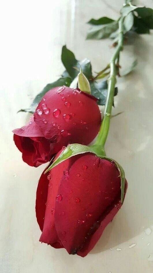 <a href="/ARTART07445955/">ARTART.   💜 🔯  💜</a> <a href="/SebastianHine/">Sebastian Hine</a> <a href="/Chandra1Vinod/">Jessica</a> <a href="/zerok_z/">Asi ♡</a> @CristinPereyra <a href="/Daly86623860/">Daly🌸</a> @mactoras <a href="/EliLeonarda/">👄☀ Ệŀïẓäńġệŀä 🌷🌿</a> <a href="/Recepet91573190/">Recepcetin_69</a> <a href="/DeFaukatrua/">Edu live</a> <a href="/tuncay6969/">Tolga</a> @Soza1Biden <a href="/LevykinV/">Левыкин Вячеслав</a> <a href="/yarillobands/">♦️yarillobands♦️</a> <a href="/Sikanda65154575/">Sikandar Mirza</a> <a href="/keikalin020460/">keika♒️🤗💓😸</a> <a href="/WilliamsJosemir/">tenente josemir</a> <a href="/shinunao2/">naonao shakura🌸🌸🌸</a> @Elamatusiak3gm3 <a href="/polom101/">Magnifico</a> <a href="/BrettCateley/">ifb</a> <a href="/FlowergirlPaula/">⚘🌺sweet pea..🌷▪︎🩷*~💕⚘🌸🌷☆⚘○🩷~♡☆⚘🌷▪︎🦋🌸•°~*</a> <a href="/Kamel11821020/">Kamil</a> <a href="/Zafjaved/">Zaf Javed</a> <a href="/ViktorMochalin/">mochalin viktor</a> <a href="/ArshadKhanKhat3/">Arshad Khan Khattak</a> <a href="/estrogenplus/">Breast Cancer Sucks</a> <a href="/GOODFATHER_71/">🇬 🇴 🇴 🇩 🇫 🇦 🇹 🇭 🇪 🇷 71</a> <a href="/MistressTepco/">꧁スカーレット緋色꧂36K🦩</a> <a href="/PiticNiki/">🌹my beautiful world🌹🐞</a> @pilot_svb <a href="/natalyperrier2/">Nathe-03 🇫🇷🇫🇷</a> <a href="/Koksalakn/">Köksal Akın</a> @malemalefica <a href="/niuracastrillon/">𝙉𝙞𝙪𝙧𝙖 𝘾𝙖𝙨𝙩𝙧𝙞𝙡𝙡𝙤́𝙣 🇧🇷</a> <a href="/nico_gaia/">NicoGaia (Nicoletta Cookie 🐈‍⬛💞</a> <a href="/paparosso60/">Alexandra</a> <a href="/angelicagallegs/">🇧🇷 ♫J.Angelica G. Gallegos♫🇧🇷</a> <a href="/oadele53/">Olivia Adele💋💋</a> <a href="/zahoorahmed553/">zahoor ahmed</a>