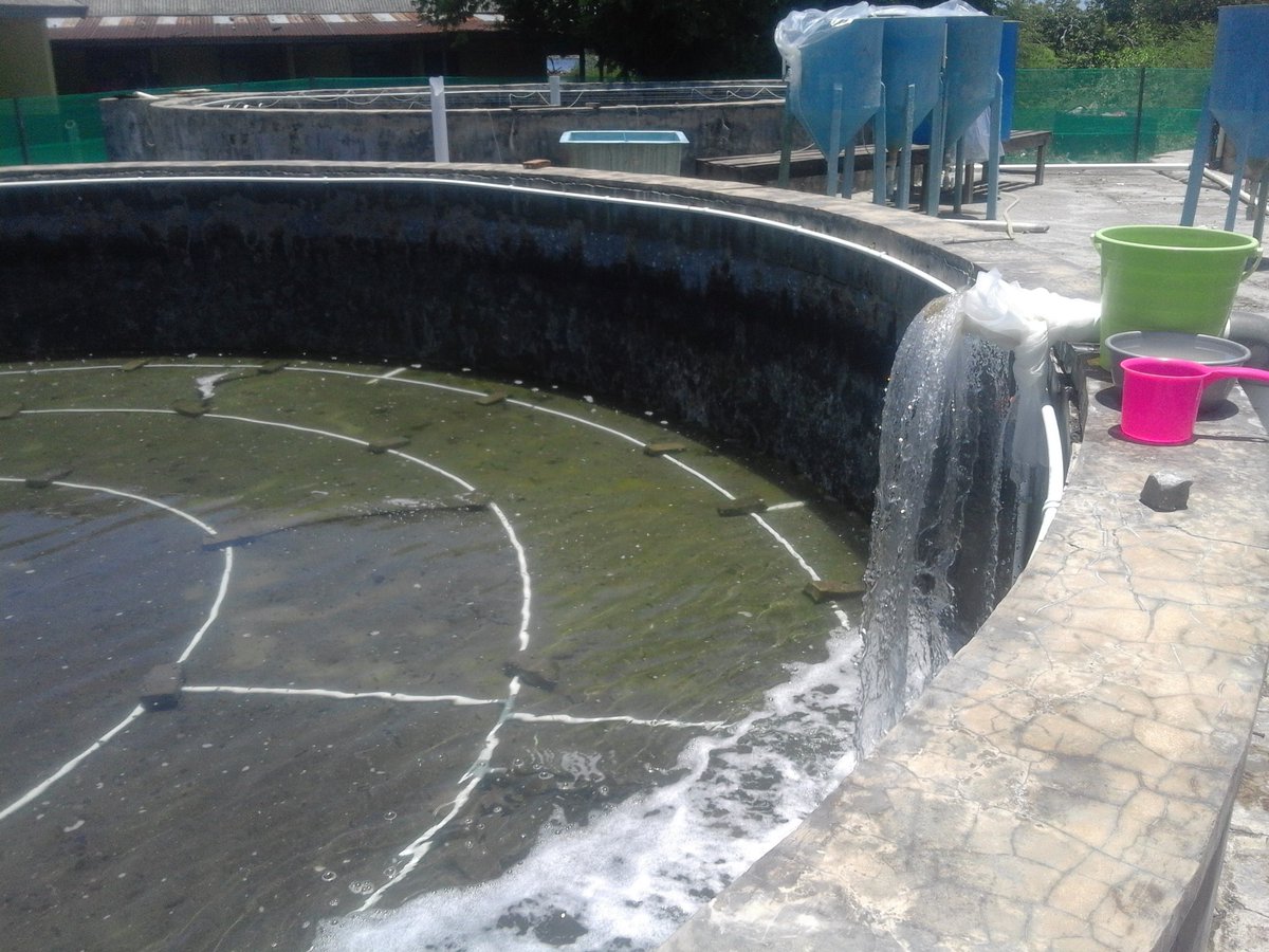 RidwanAlisi's tweet photo. Pengisian bak 90 ton untuk pemeliharaan larva ikan beronang di IPUW Barru oleh mahasiswa PKL UNIDAYAN BAUBAU
@BRPBAP3_Maros https://t.co/bJpGgX0n02