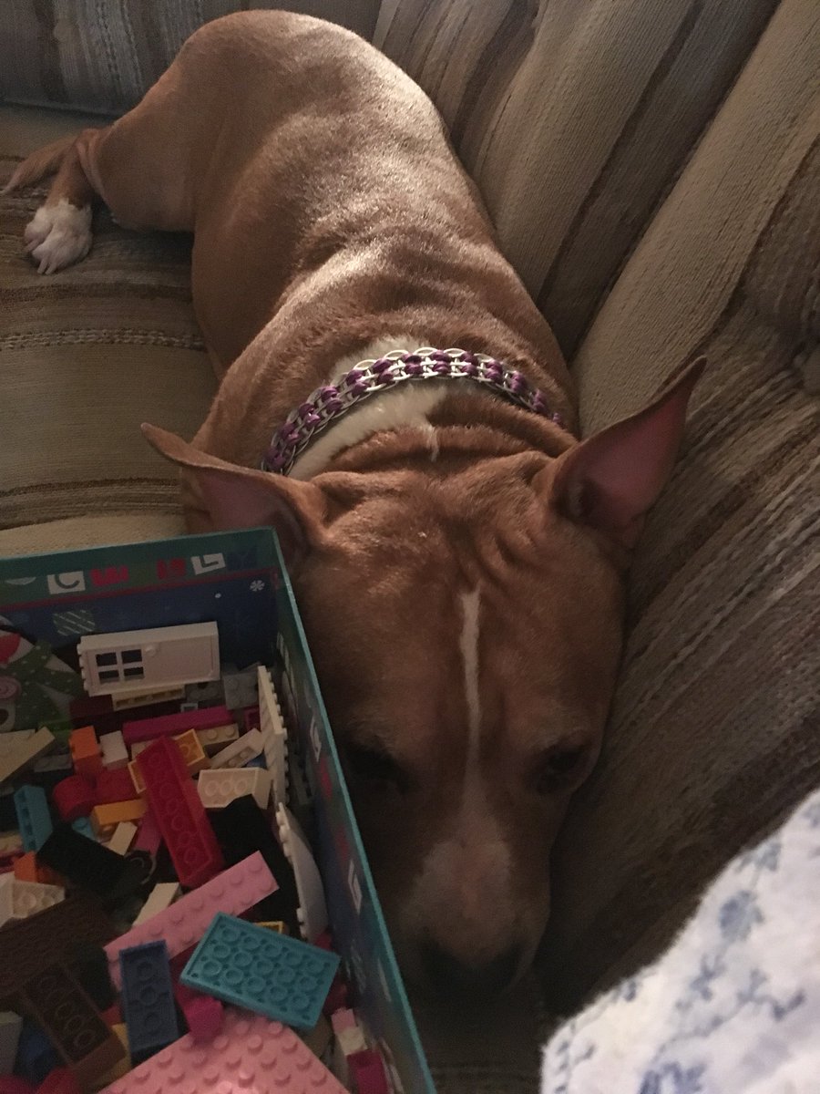 misspurpleeater's tweet photo. Happy Monday!! Hope everyone has a great day!! π #HappyMonday #loveher #adorable #cutedog #pitsofinstagram #loveit #MondayMotivation #mondays #tryingtohide #haha https://t.co/cpit7Co9PS