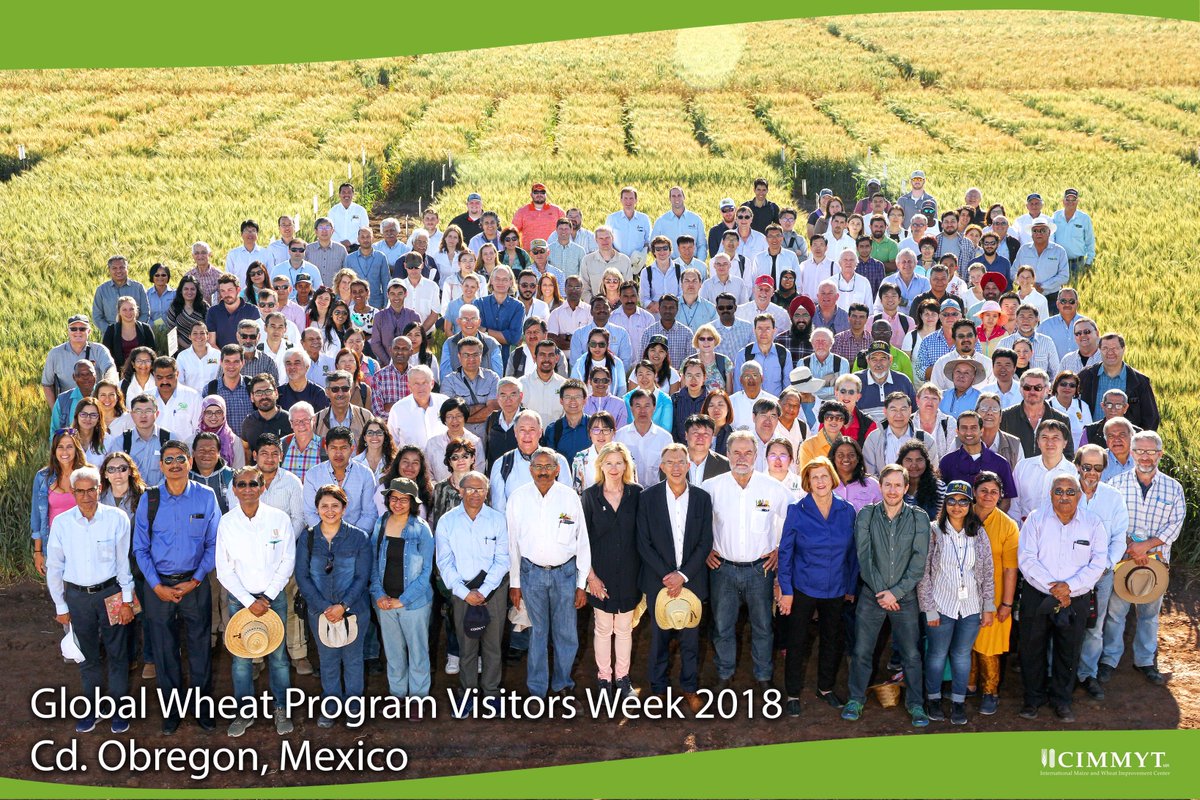 Great pic of all the visitors last week at Campo Experimental Norman E. Borlaug (CENEB) in Ciudad Obregón, Sonora, Mexico, the CIMMYT wheat breeding station where Dr. Borlaug did his pioneering work that led to the Green Revolution.