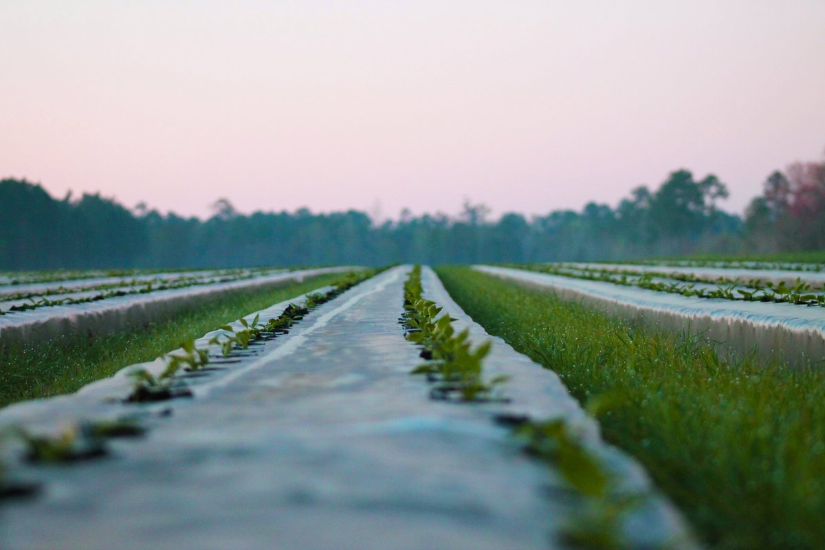 SouthernValley's tweet photo. Happy Monday from the Southern Valley family! #southernallyearlong #familyownedfamilygrown #onefarmthreelocations #sunrise #pepperfield #spring https://t.co/qShtR4hz66
