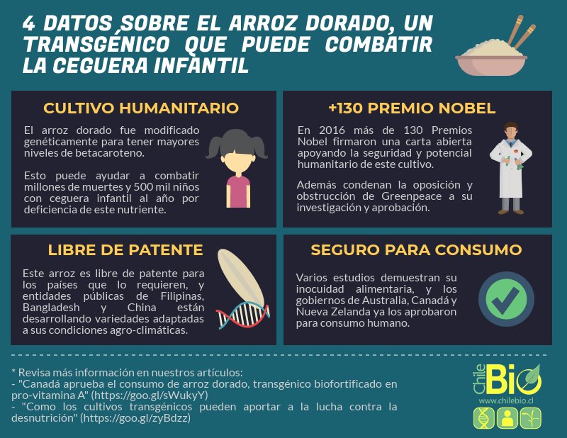 ChileBio_AG's tweet photo. Te invitamos a informarte sobre el arroz dorado, un #transgénico con potencial humanitario que enfrenta oposición de ONGs y activistas anti-biotecnología: https://t.co/PD05MMZVdf | https://t.co/BzrTZMHpX2 https://t.co/1UrmGiFtm4