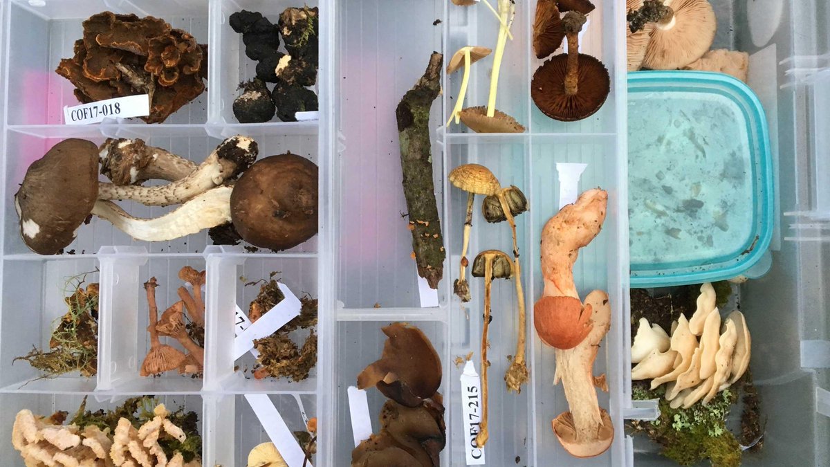 plantdisease's tweet photo. Discovering fungal diversity in #Colombia >> https://t.co/wDv413tWNl via @KewScience #Fungi #KewColombiaBio https://t.co/DahrPgk04G