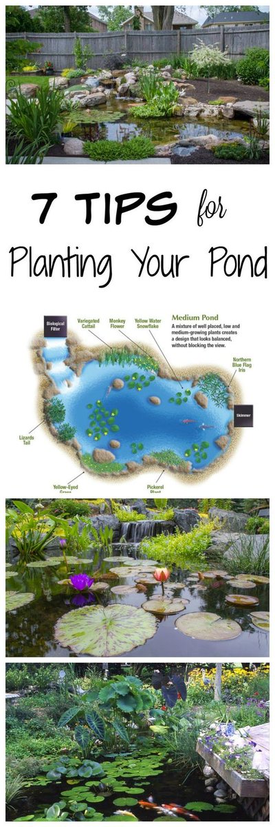 OFStoreOnline's tweet image. 7 Tips for planting your pond!