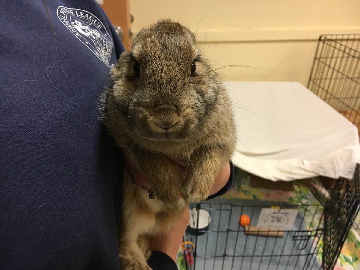 Leaving Las Vegas- rabbit version. All the drama &amp; action. <a href="/ARLNH/">ARLNH</a> 104 rabbits left Las Vegas &amp; 7 of them made their way 2 NH. The story u need 2 hear. #NH7 #adoptdontshop #bunniesmatter @NH1News <a href="/UnionLeader/">UnionLeader.com</a> <a href="/WMUR9/">WMUR TV</a> <a href="/FoxNews/">Fox News</a> <a href="/OxbowAH/">Oxbow Animal Health</a> <a href="/BunniesMatter/">BunniesMatterRescue</a> <a href="/TheDailyBunny/">Daily Bunny</a> <a href="/TheEllenShow/">The Ellen Show</a>
