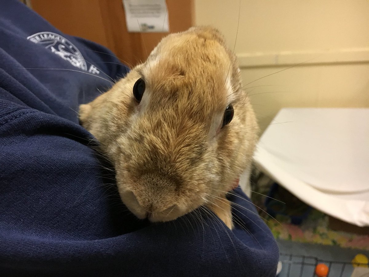 ARLNH's tweet photo. Leaving Las Vegas- rabbit version. All the drama &amp; action. @ARLNH 104 rabbits left Las Vegas &amp; 7 of them made their way 2 NH. The story u need 2 hear. #NH7 #adoptdontshop #bunniesmatter @NH1News @UnionLeader @WMUR9 @FoxNews @OxbowAH @BunniesMatter @TheDailyBunny @TheEllenShow https://t.co/JPqhAkqdw8