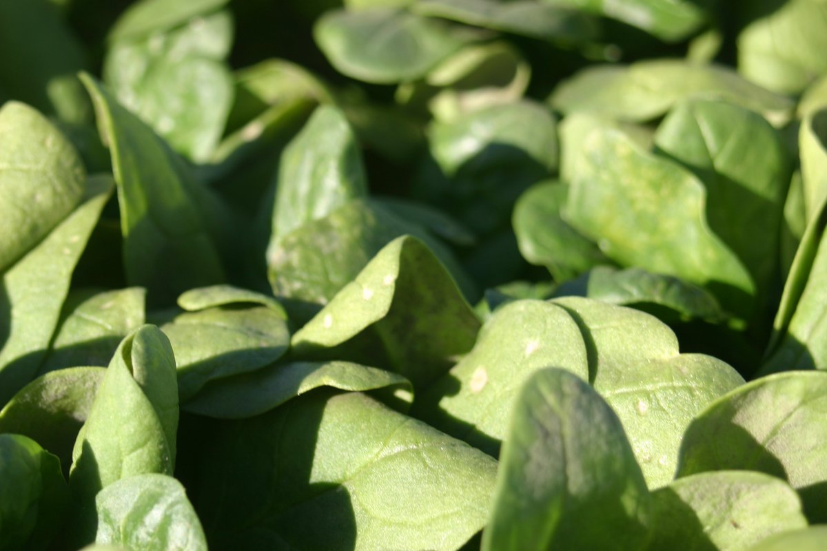 AZExtensionDirector tweet media