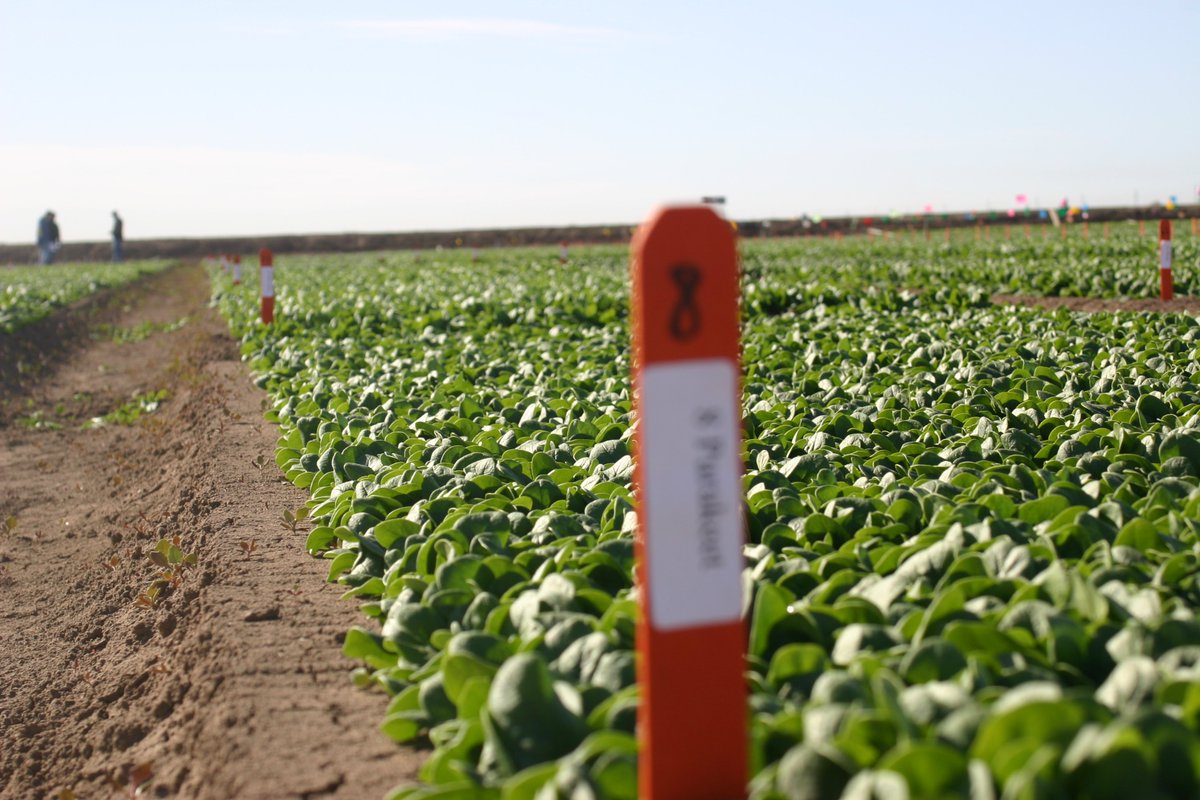 AZExtensionDirector tweet media