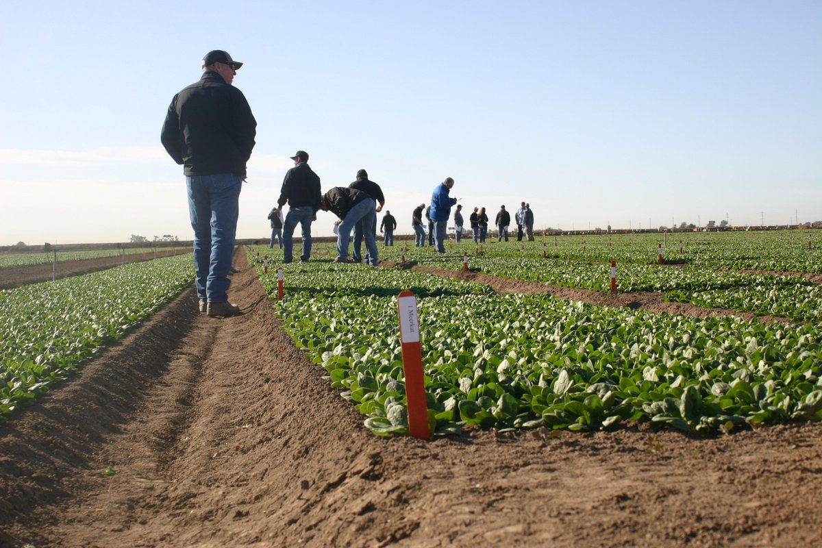 AZExtensionDirector tweet media