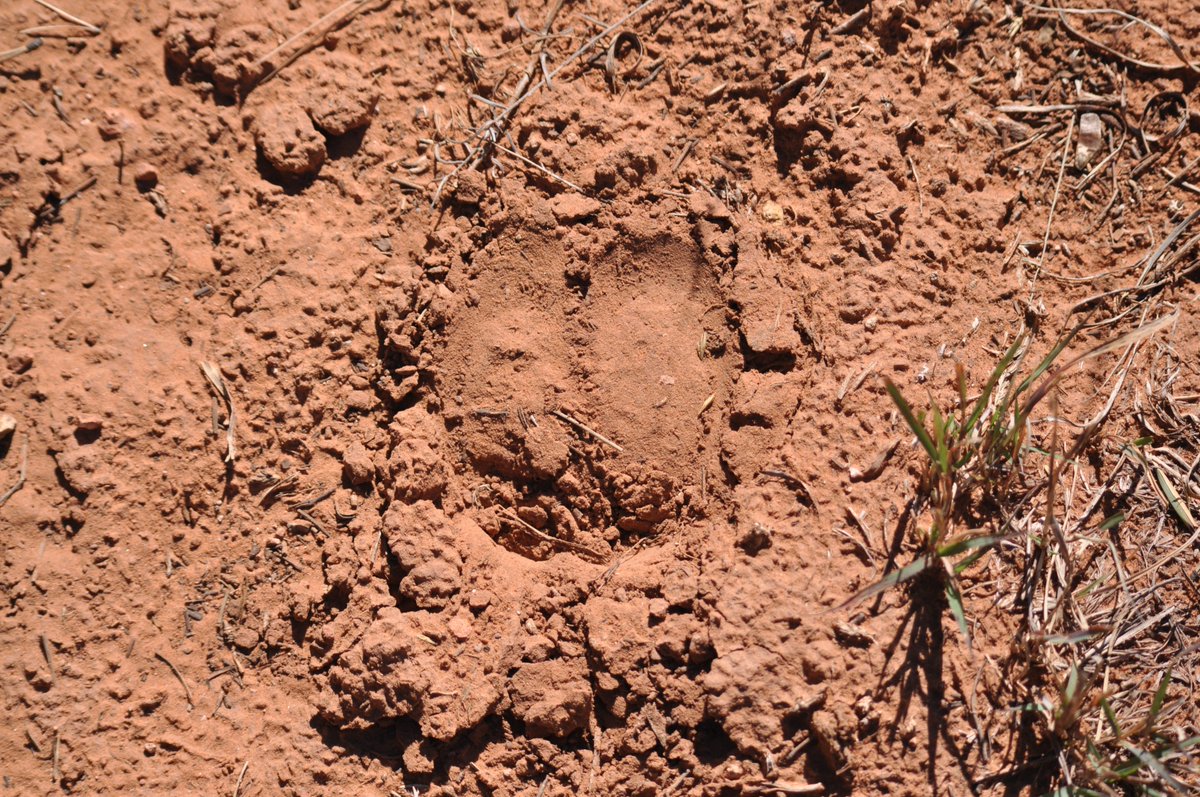 Wind Cave is home to many different kinds of wildlife, bison, elk, pronghorn, coyotes, deer, and more. Who do you think left this track behind? #MagnifiedMonday