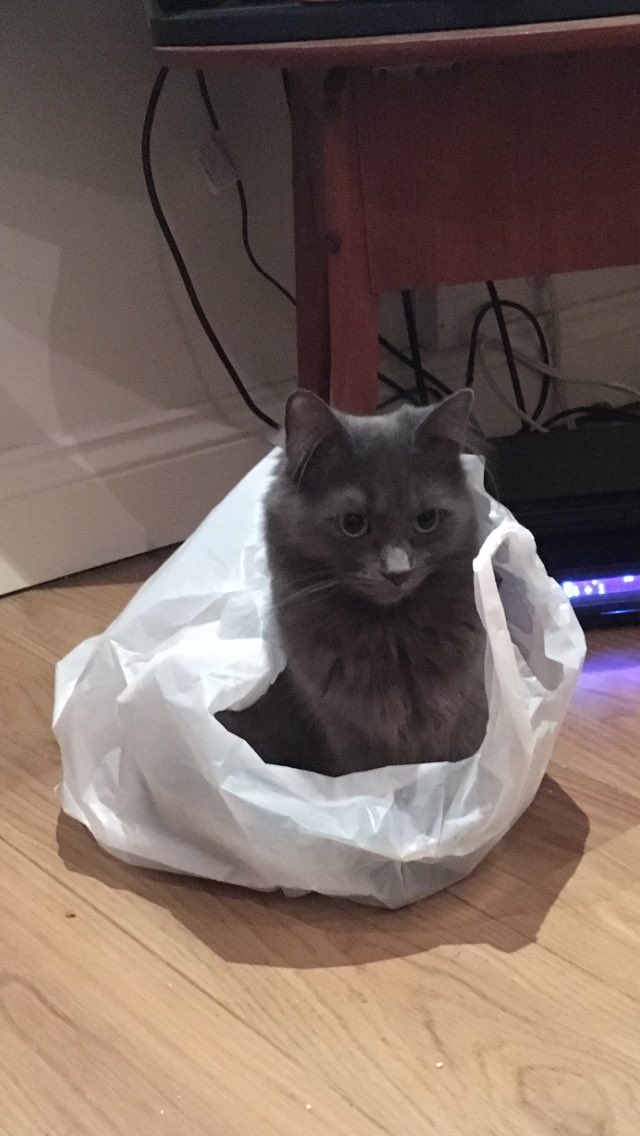 I’d chose this bag over a Louis Vuitton, any day! ☺️🐾❤️