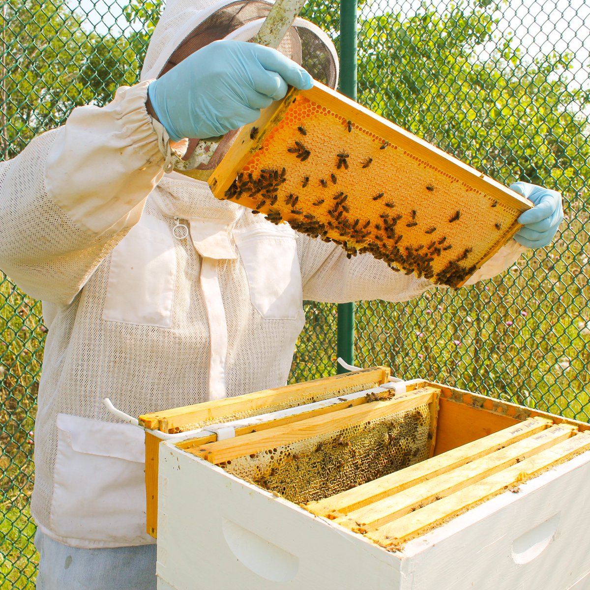 utdrecycling's tweet photo. This could BEE you! Enter our social media contest for a chance to participate in a UT Dallas Apiary Hive Install this Earth Week! Check the UT Dallas Facilities Management Facebook or Instagram for rules and requirements...
The deadline is March 30 at NOON- hive at it! https://t.co/ljJBbvsluo