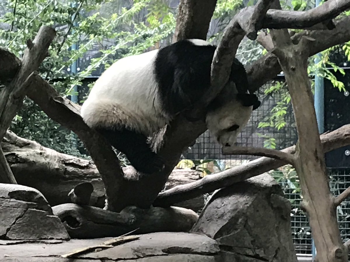My name is Bai Yun. Please come over to chill with me in #sandiego #VisitSD with #lufthansa. LH466 departs 5 times the week from Frankfurt!