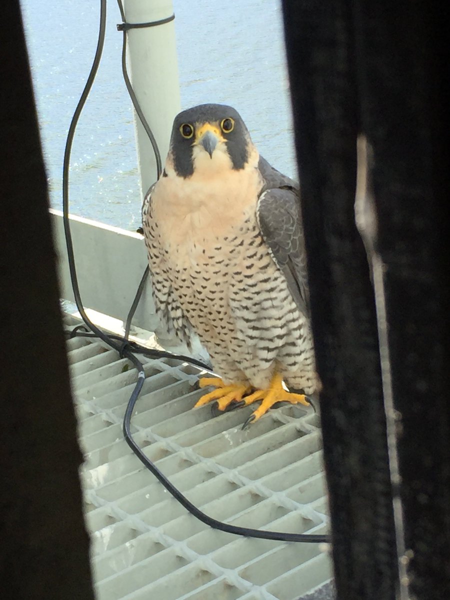 VaDOTHR's tweet photo. Hey @VaDOTNOVA -- Would you say birds of a feather glare together? #WeTried #BirdsOfVDOT #OneVDOT https://t.co/gwzL6a5Wo3