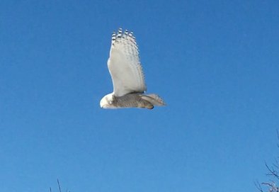 EldridgesSJ's tweet photo. We had a visitor this morning to the demo area! #snowyowl #saintjohn #snowyowlsighting #westsaintjohn #saintawesome https://t.co/sD8qIegwTZ