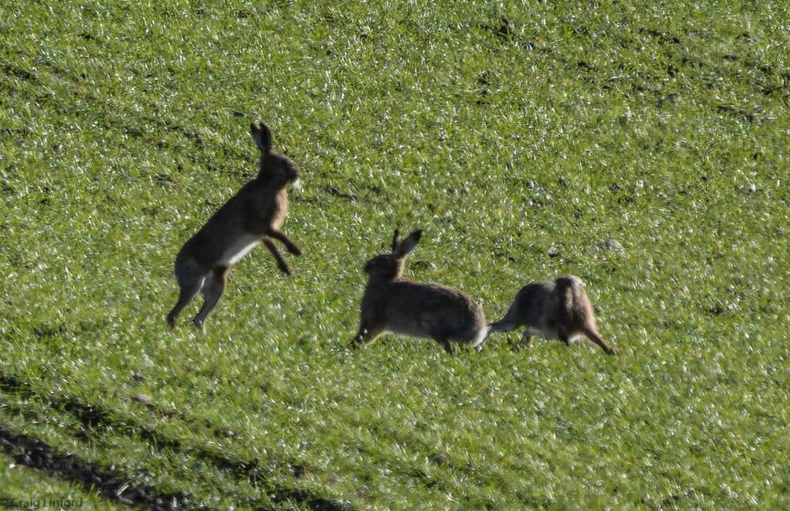 GREENSCRAIG's tweet photo. I have never seen 21 Hares before https://t.co/tedqkybjVZ