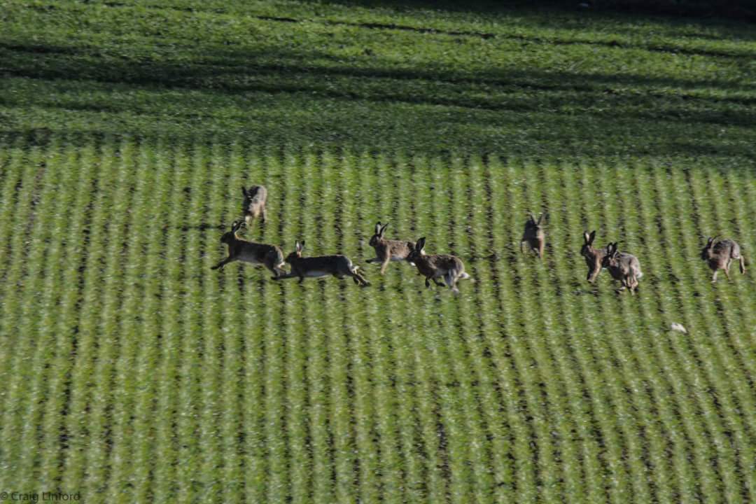 GREENSCRAIG's tweet photo. I have never seen 21 Hares before https://t.co/tedqkybjVZ