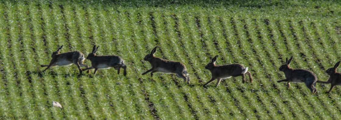 GREENSCRAIG's tweet photo. I have never seen 21 Hares before https://t.co/tedqkybjVZ