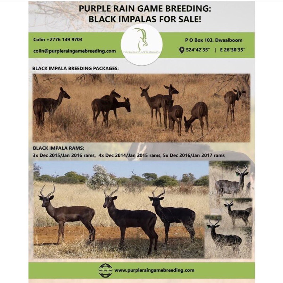 PRGameBreeding's tweet image. Purple Rain Game Breeders black impala breeding packages for sale!
We also have 11x breeding rams to choose from.

#GameBreedersSouthAfrica
#BlackImpalaPackagesForSale
#SplitImpalaEwes
#SplitImpalaEwesForSale
#BlackImpalaRams
#BlackImpalaRamsForSale
#GameForSale
#Hunting