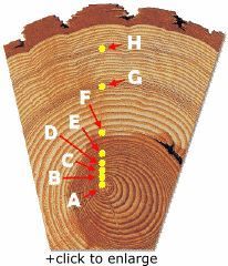 WoodsyOwl's tweet photo. What tree rings tell us about the life of a tree, via @arborday: https://t.co/nwOBP7OvYd https://t.co/IAPVPayzhY
