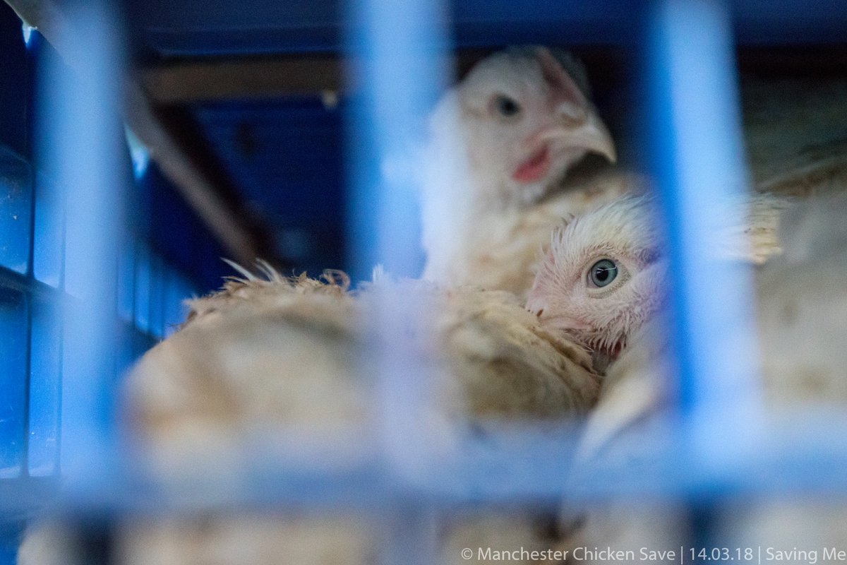Animals are not food. 
Animals are not machines.
Animals are not commodities.

Animals are not here for us.

Photo taken at Manchester Chicken Save

#vegan #chicken #kfc