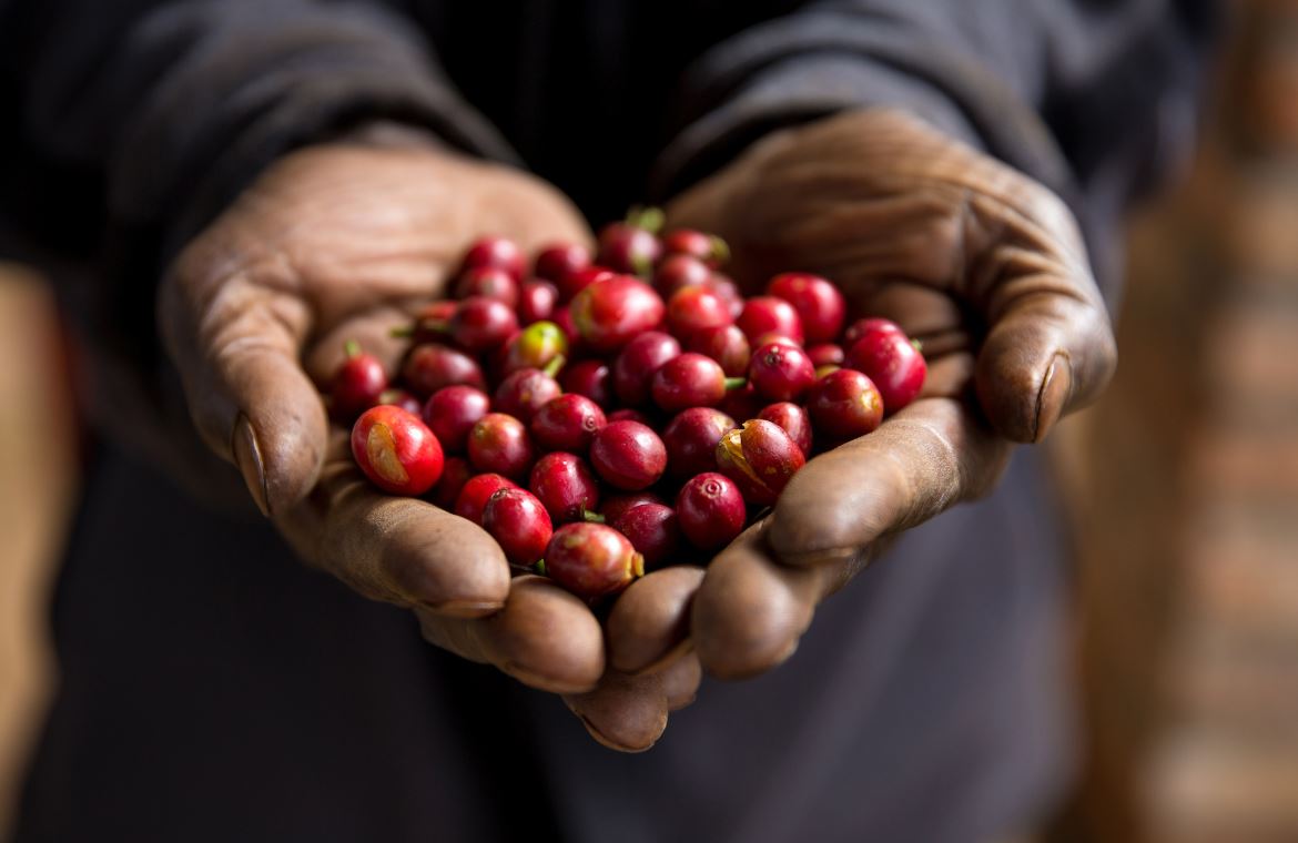 StarbucksNews's tweet photo. .@Starbucks is adding a new ingredient to take “bean to cup” transparency to the next level: traceability technology https://t.co/qLhU6TSMi9 https://t.co/77dLm4f2EN