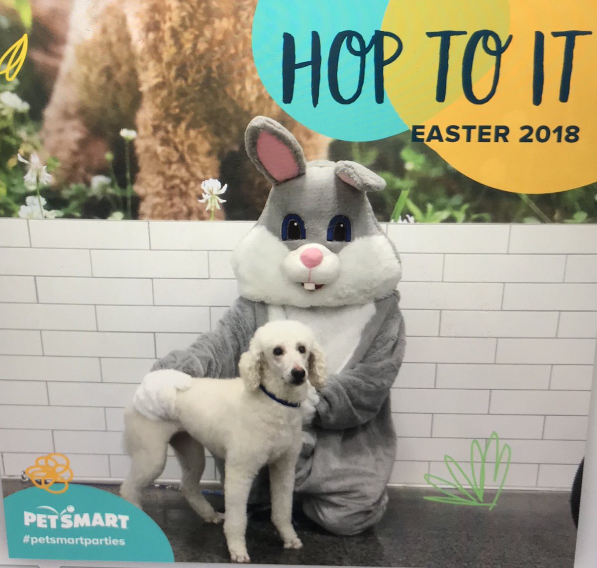 When our stylist Tim heard that Trixies pet parent had fallen very ill and was not able to bring her in for pictures, he didn’t hesitate to throw on the Easter bunny costume to take a picture. #dotherightthing #welovepets <a href="/PetSmart/">PetSmart</a> <a href="/PetSmartAE/">Associate Engagement</a> <a href="/Monicalovespets/">PetSmartNortheast</a>